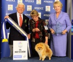 Australian Multi BISA Supreme Champion Dochlaggie Dragon Heart winning his SECOND Royal Best in Show 4th award