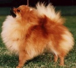 BISS Australian Champion Dochlaggie Dyanna 