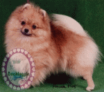 Australian Champion Dochlaggie Dolly Delight 