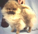 Australian Champion Dochlaggie Dinky Toy 