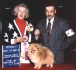 Multi BIS American Champion Dochlaggie Dagwood