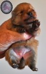 Orange Dochlaggie puppy