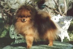 New Zealand Champion Dochlaggie Dark Phantom exported to the U.S.A.