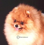 Multi BISS CACIB awarded Australian Champion Dochlaggie Domino 