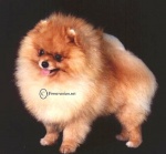 Multi BISS CACIB awarded Australian Champion Dochlaggie Domino 