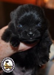 Black Dochlaggie Pomeranian puppy