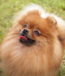 Bulgarian Champion Dochlaggie Dorable Dolly