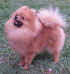 Champion Dochlaggie Desirable