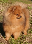 Australian Champion Dochlaggie Divine Delite