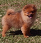 Australian Champion Dochlaggie Divine Delite pictured here at 5 months.