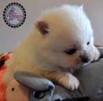 white dochlaggie puppy