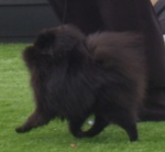 Champion Dochlaggie Black Beau