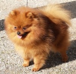 Champion Dochlaggie Diamond Doll