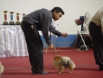 Indonesian Champion Dochlaggie Dream Encore