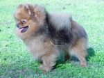 Champion Dochlaggie Divine Diva