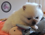 white dochlaggie puppy