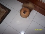 Australian & Indonesian Champion Dochlaggie Daimler