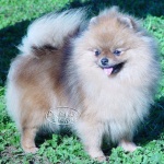 Australian & Indonesian Champion Dochlaggie Daimler