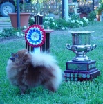 BISS Champion Dochlaggie Dixie Jazz