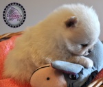 white dochlaggie puppy