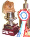 BISS Champion Dochlaggie Dixie Jazz