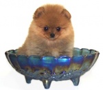 BISS Champion Dochlaggie Dixie Jazz pictured here as a puppy