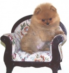 BISS Champion Dochlaggie Dixie Jazz pictured here as a puppy