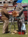 BISS Champion Dochlaggie Dixie Jazz