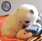 white dochlaggie puppy