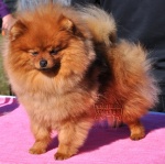 Dochlaggie Diamondlady