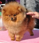 Dochlaggie Diamondlady