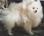 Dochlaggie Devils Snow