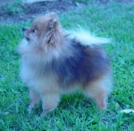 Indian Champion Dochlaggie Dixie Chick
