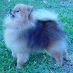 Indian Champion Dochlaggie Dixie Chick