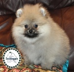 Cream sable Dochlaggie Pomeranian puppy