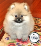 Cream sable Dochlaggie Pomeranian puppy