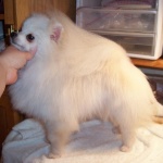 Dochlaggie Snow Puff