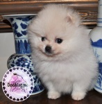 white Dochlaggie Pomeranian puppy