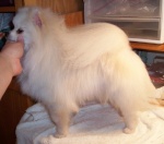 Dochlaggie Snow Puff exported to the U.S.A.