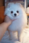 Dochlaggie Snow Puff exported to the U.S.A.
