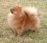 Dochlaggie Divine Miss M exported to Norway.