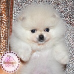 white Dochlaggie Pomeranian puppy