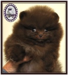 Dochlaggie Dark Chocolate. 