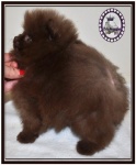 Dochlaggie Dark Chocolate. 
