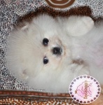 white Dochlaggie Pomeranian puppy