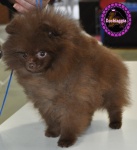 Dochlaggie Dark Chocolate