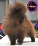 Dochlaggie Dark Chocolate