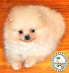 Dochlaggie Dragon Dynasty