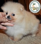 Dochlaggie Dragon Dynasty