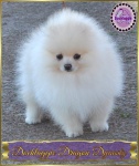 Dochlaggie Dragon Dynasty